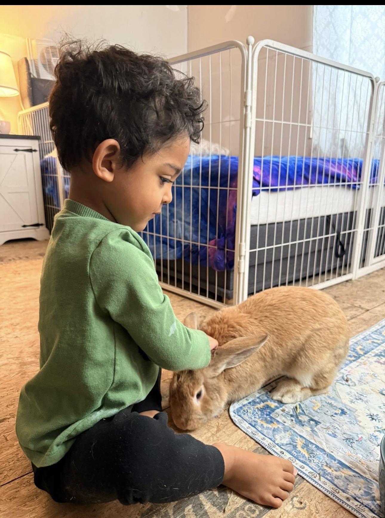 A young boy gently petting a large tan rabbit