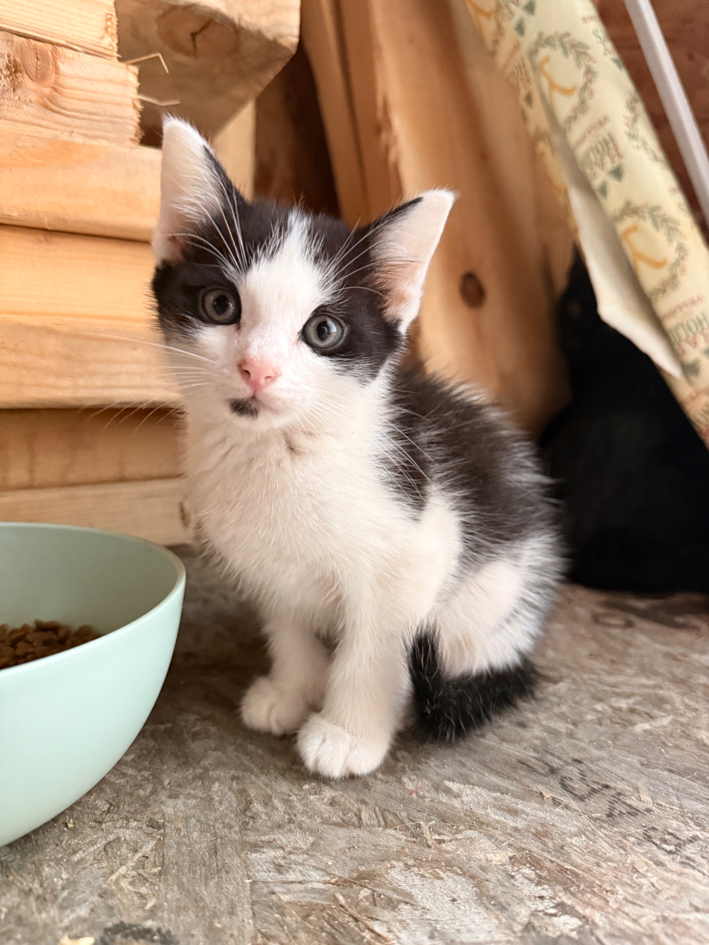 A black and white rescue kitten sitting beside a food bowl