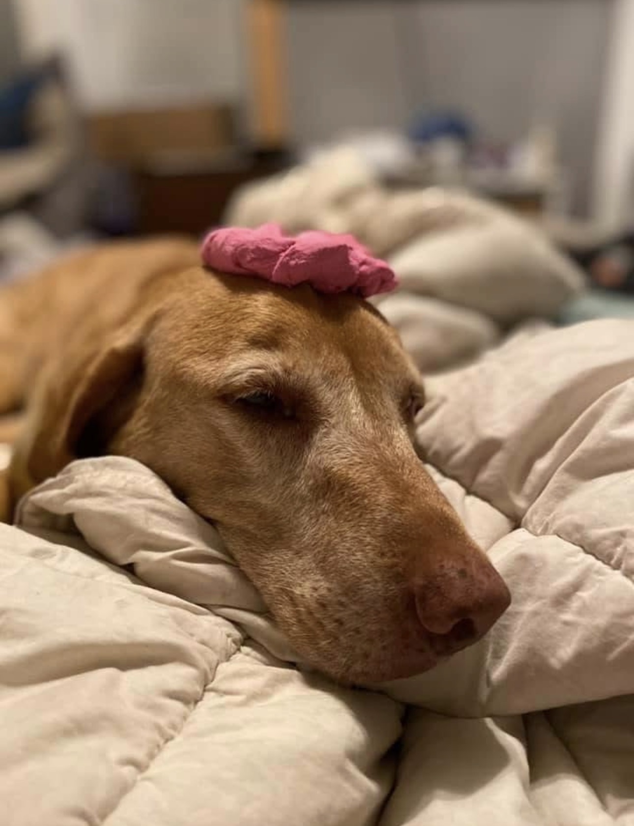A yellow lab resting on a bed with a pink flower on her head