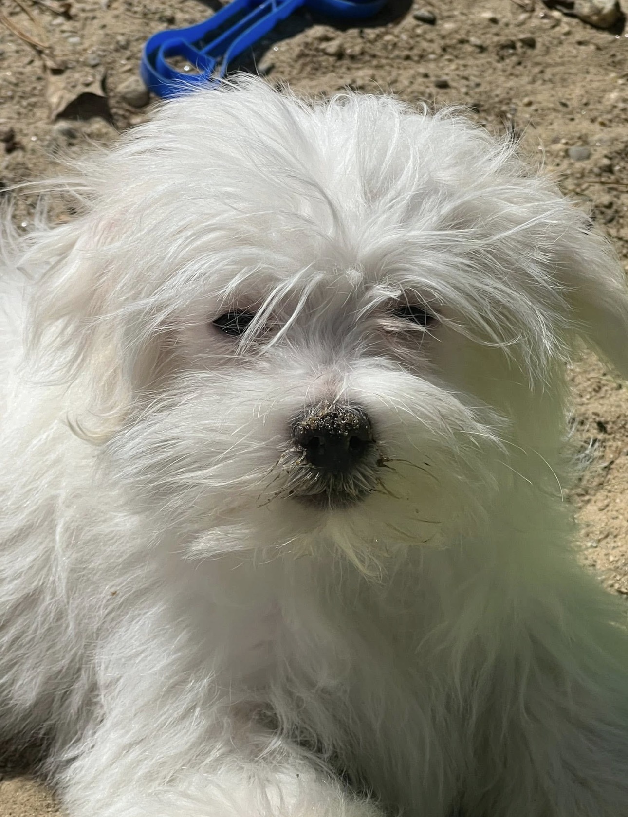 A fluffy white puppy sitting in the sun