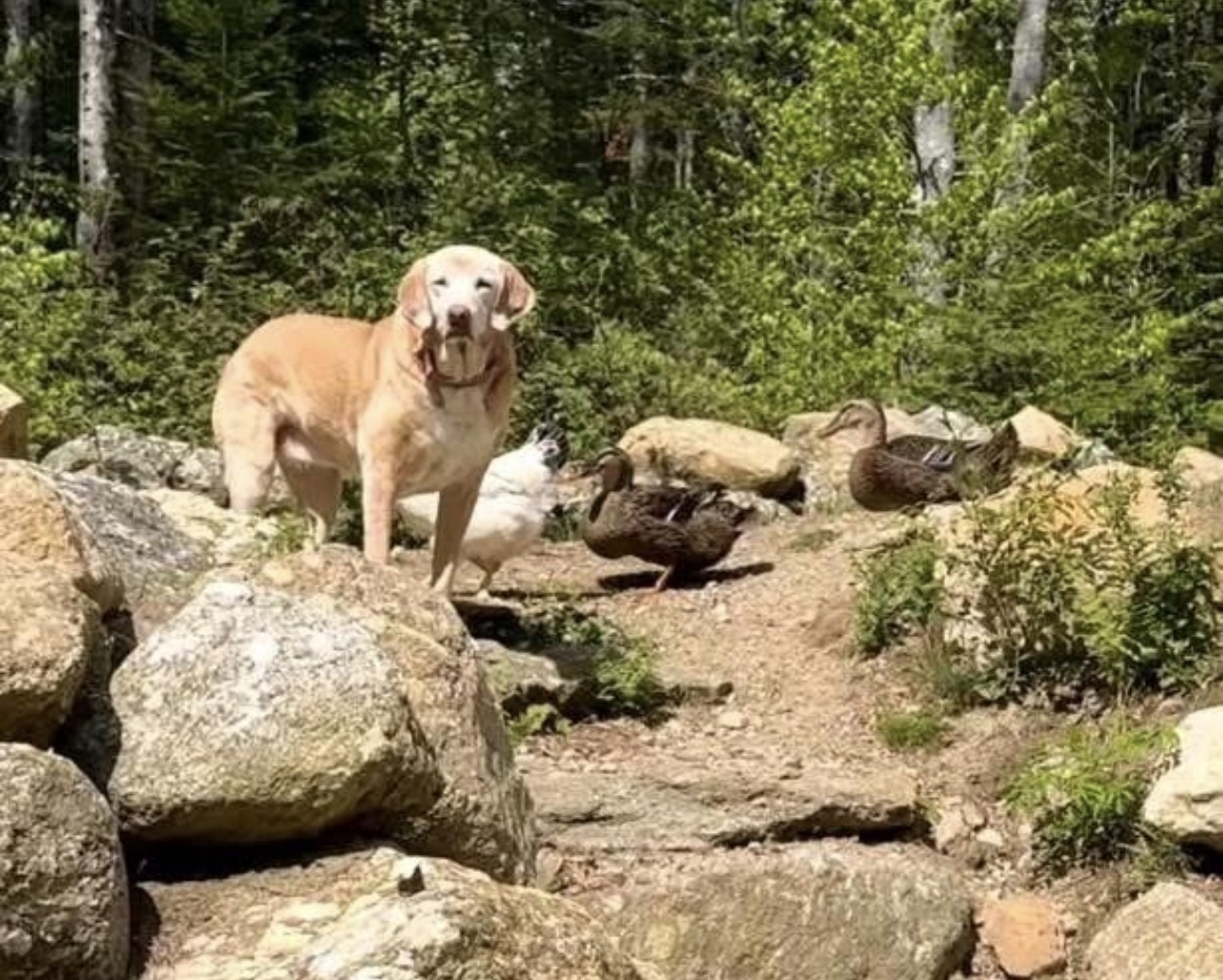 A yellow lab standing on rocks with ducks and a chicken in the woods