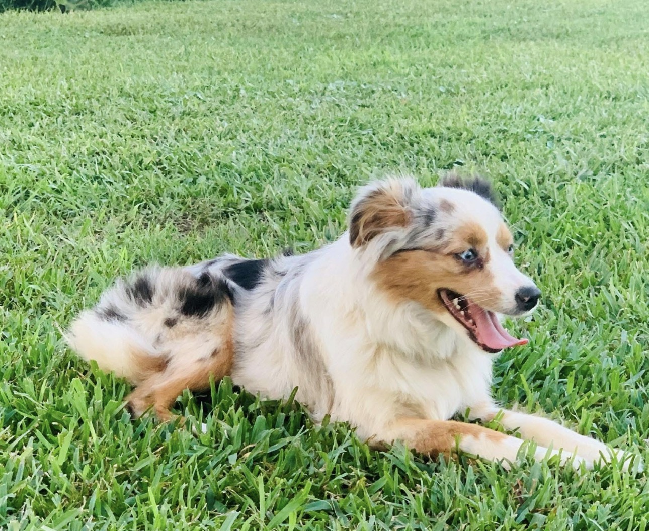 Maizee, a Toy Australian Shepherd